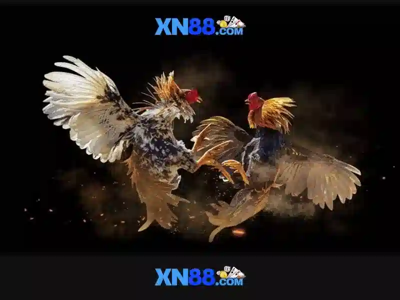 Giới Thiệu Về XN88