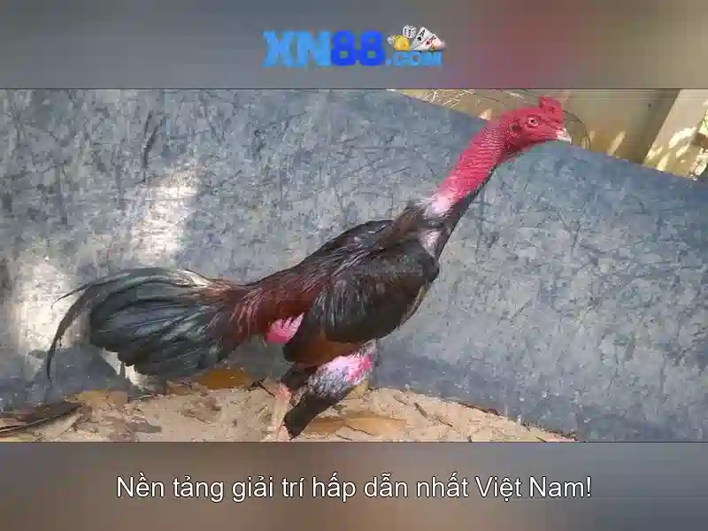 Miễn Trừ Trách Nhiệm XN88 – Hướng Dẫn Chi Tiết Về Chính Sách Bảo Vệ Người Chơi