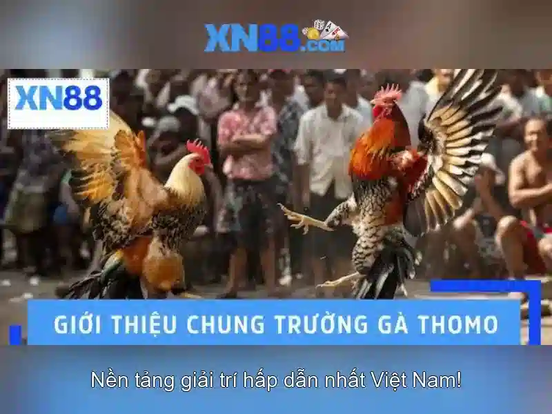 Khuyến mãi XN88
